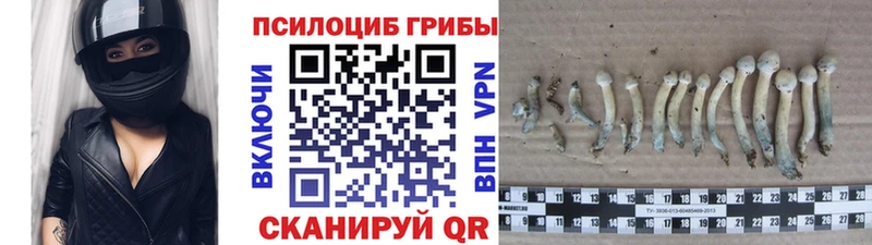 Галлюциногенные грибы Psilocybe  KRAKEN онион  Западная Двина 